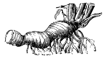 iris corm rhizome root